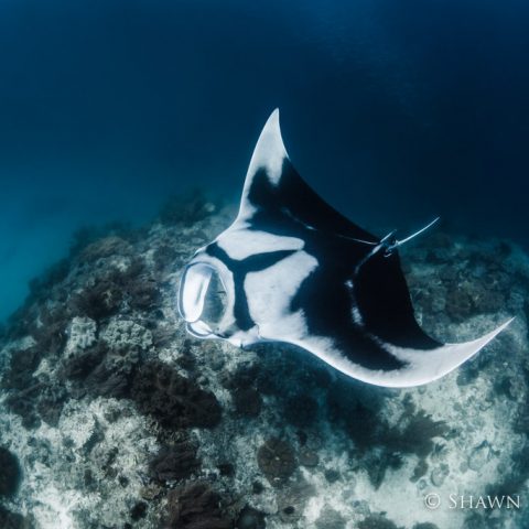 shawn heinrichs Manta birostris oceanic manta ray dive rote island indonesia