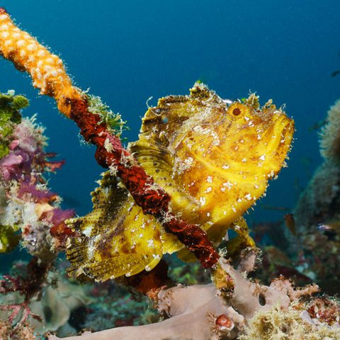 Taenianotus triacanthus diving of rote island indonesia leaf scorpionfish