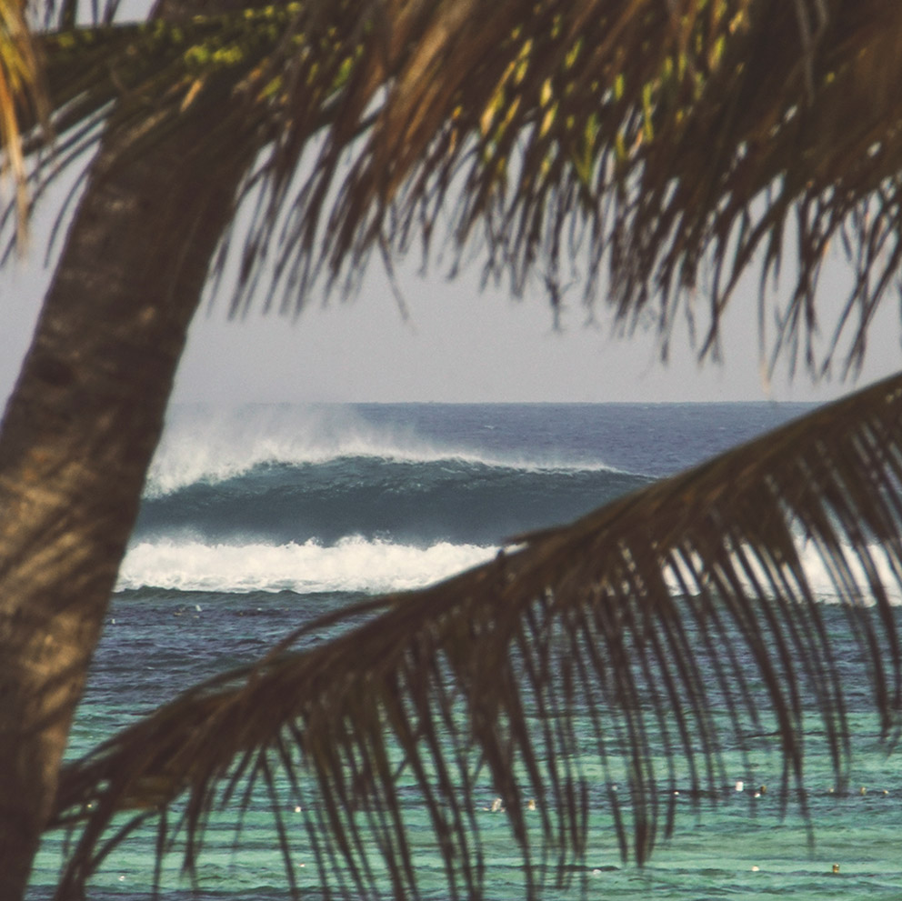 besialu waves palmtree t land surfing diving nemberala rote island indonesia