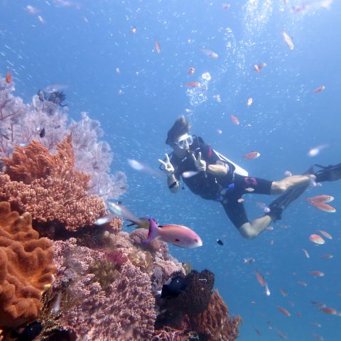 Dive Rote Indonesia