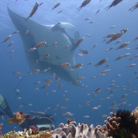 ray scubadiving fish diver indonesia rote island