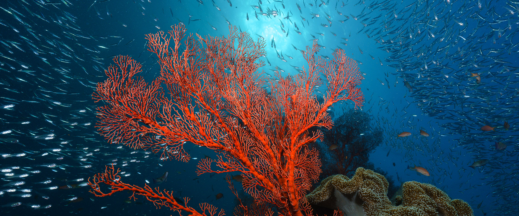 fish diving padi coral ocean nemberala indonesia rote island