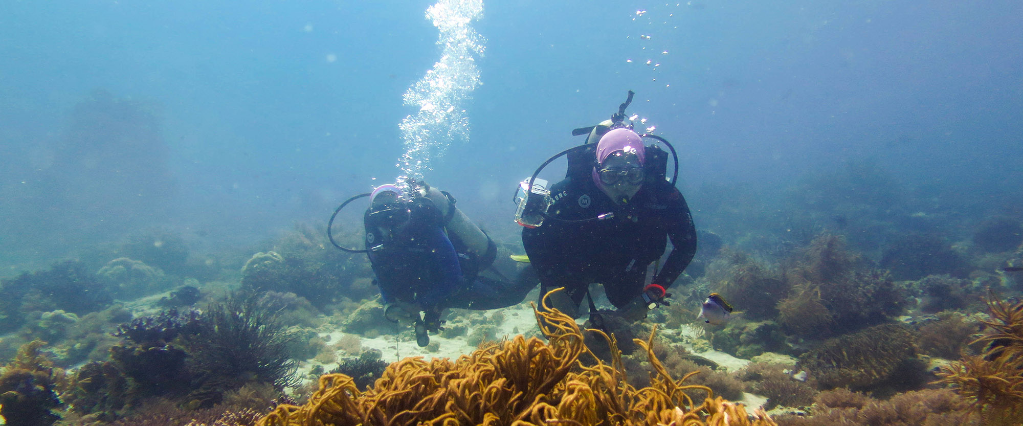 diving buddies fish padi paditv nemberala indonesia rote island