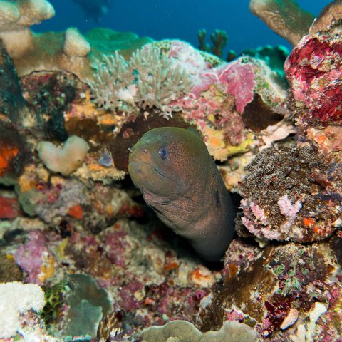 Moray eel having out on the reefs of rote island indonesia diving