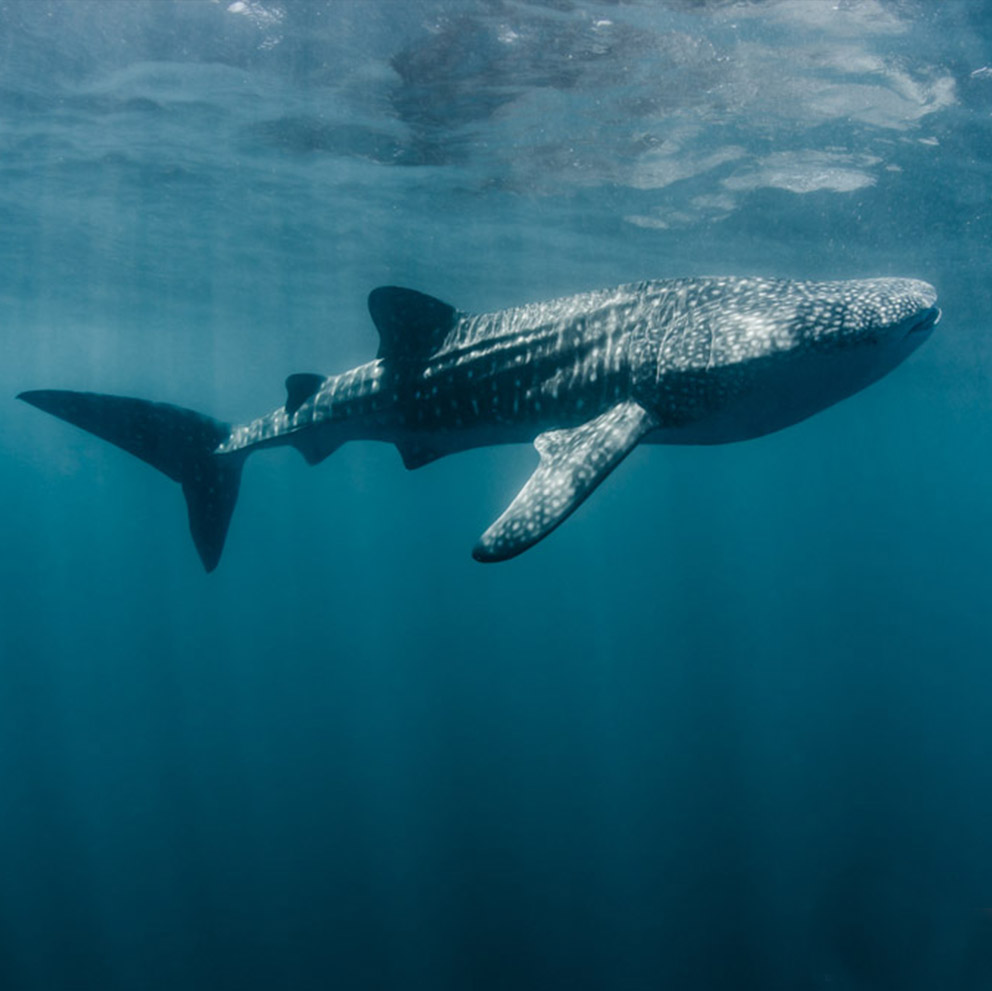 whale shark diving underwaterphotography indonesia rote island nemberala padi