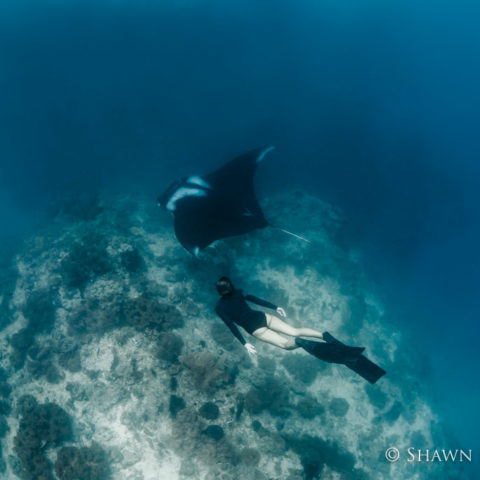 diving scubadiver manta ray underwaterphotography rote island indonesia