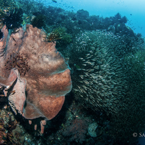 manta ray diving padi paditv rote island indonesia sarah lewis
