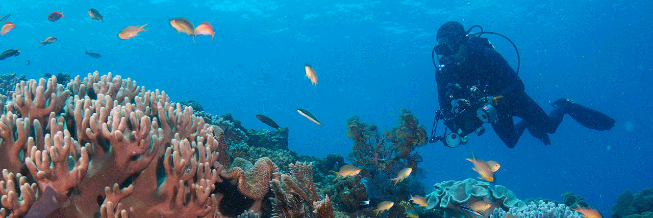 scuba diving diver underwaterphotography rote island indonesia padi