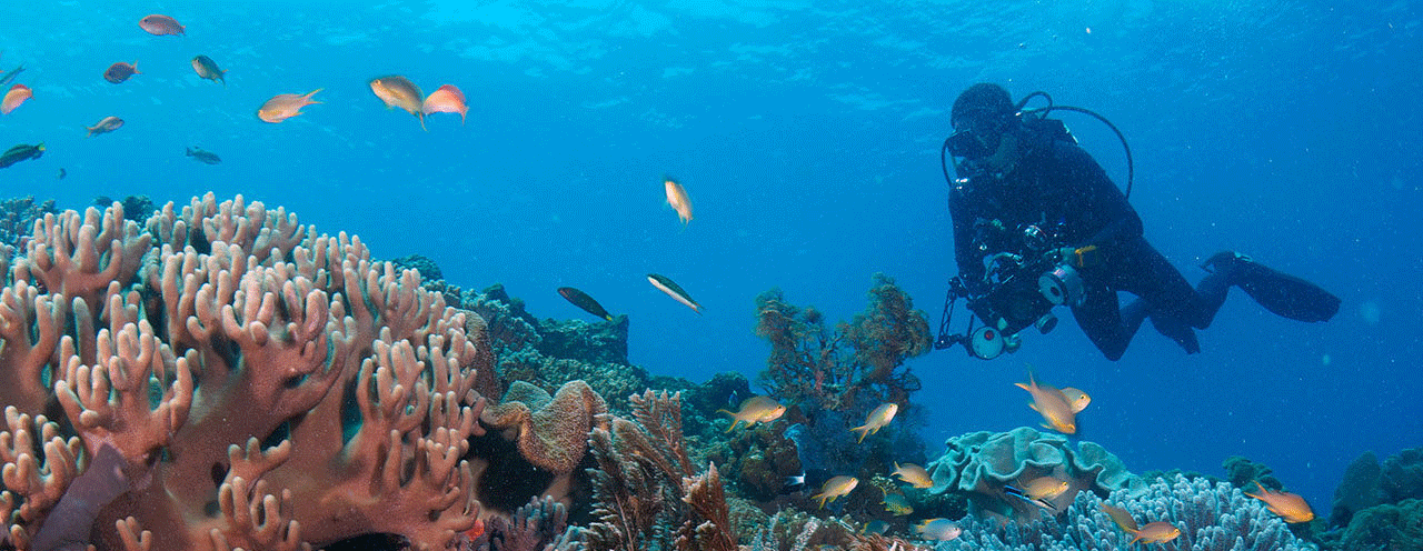 scuba diving diver underwaterphotography rote island indonesia padi